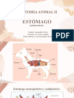 Estomago