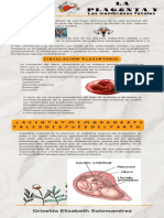 Placenta y Membranas Fetales Info