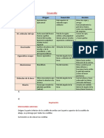 Anatomia Sistema Muscular