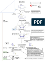 Diagrama Glucólisis PDF