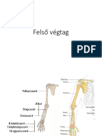 Csonttan - Felsï Végtag