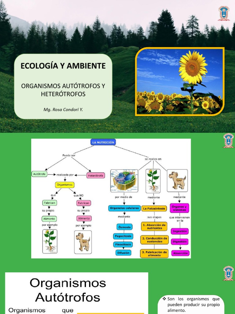Organismos Autótrofos y Heterótrofos | PDF | Plantas | Organismos