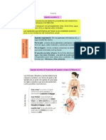 Anatomia renal