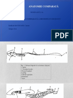 Anatomie Comparată: Seminarul 4A Tema. Analiză Comparată A Sistemului Digestiv Realizat de:NEGARI Corina Grupa:43A