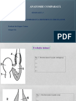 Anatomie Comparată: Seminarul 5