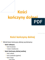 Kosci Konczyny Dolnej