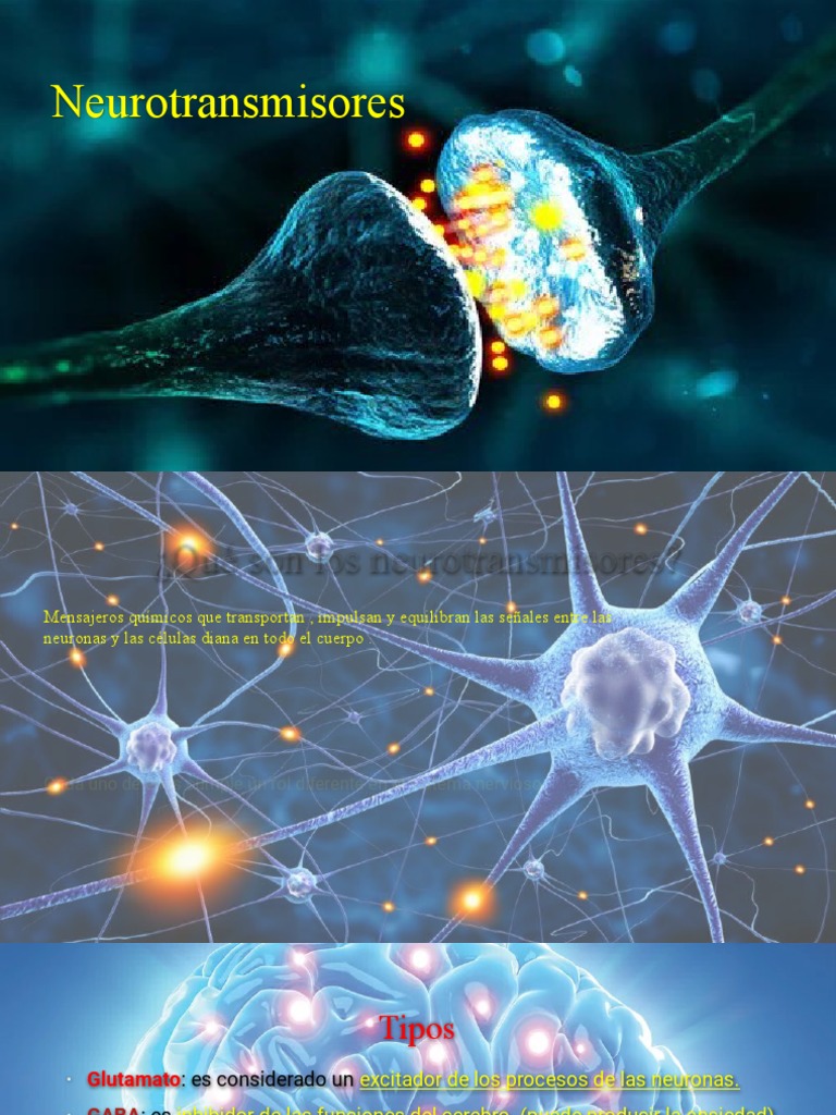 Neuro Transm I Sores | PDF | Sinapsis | Neurona