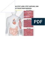 DIAGRAM LETAK OTOT LURIK, OTOT JANTUNG, DAN OTOT POLOS PADA MANUSIA