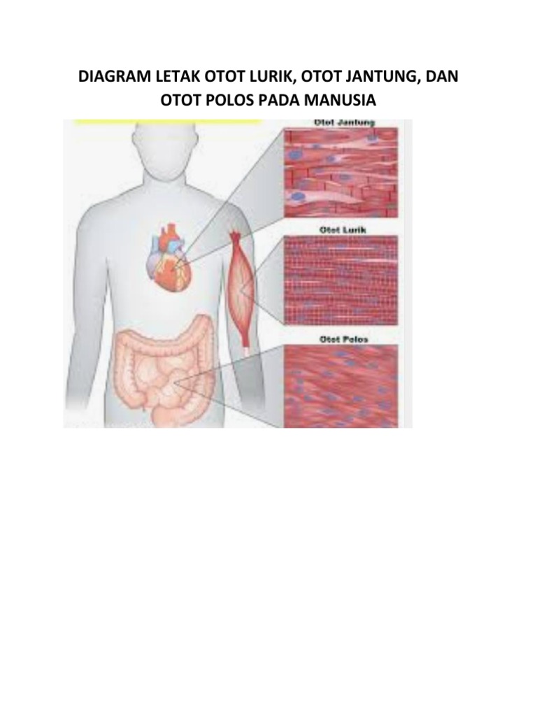 Diagram Letak Otot Lurik, Otot Jantung, Dan Otot Polos Pada Manusia | PDF