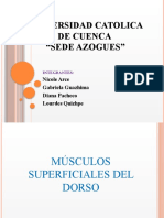 Musculos Superficiales Del Dorso