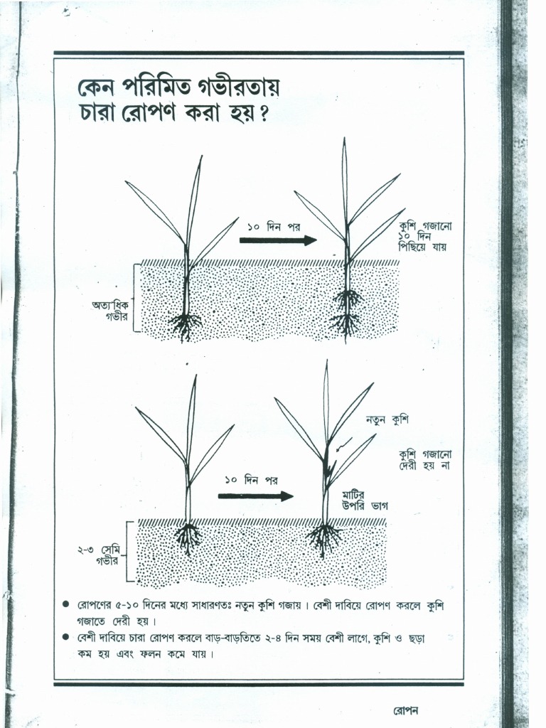 Rice 2 | PDF