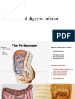 4. Tub digestiv inferior