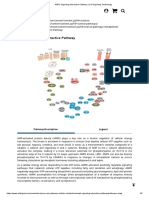 AMPK Signaling Interactive Pathway _ Cell Signaling Technology