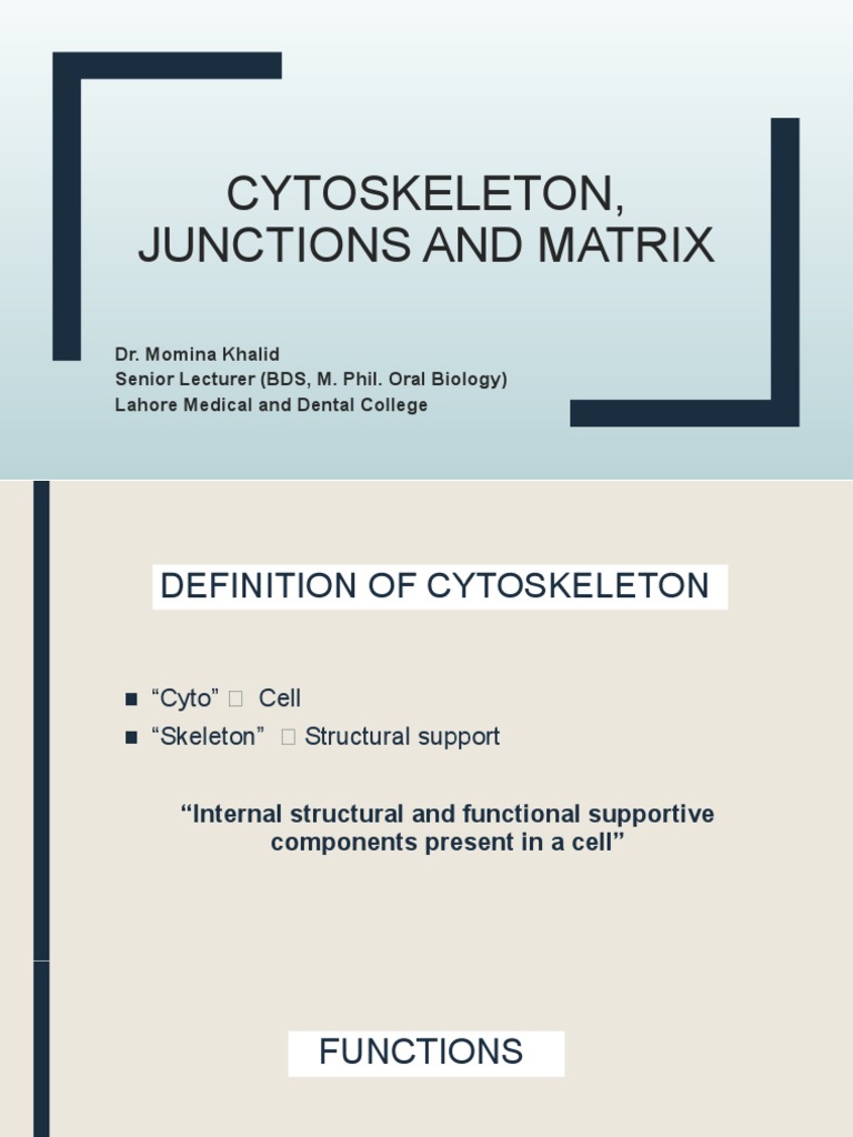 Unlocking Cell Secrets The Cytoskeleton Structure Function Guide - ae09qyc