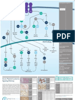 Acute Myeloid Leukemia Signaling Pathway Poster