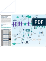 Alzheimer's Disease Signaling Pthway Poster