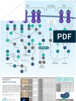 Apoptosis Signaling Pathway Poster