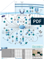 p53 Signaling Pathway Poster