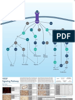 VEGF Signaling Poster