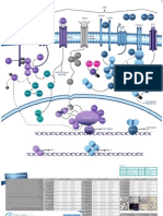 WNT Pathway Poster