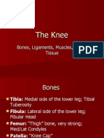 The Anatomy of the Knee