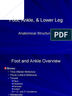 Foot, Ankle & Lower Leg Structure Guide