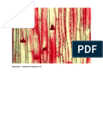 U2 Xylem and Phloem Pics and Micrographs