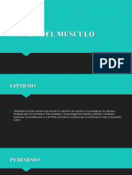 Partes Del Musculo