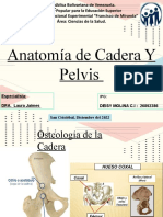 Anatomía de la Cadera y Pelvis