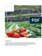 STRAWBERRY FARM-WPS Office