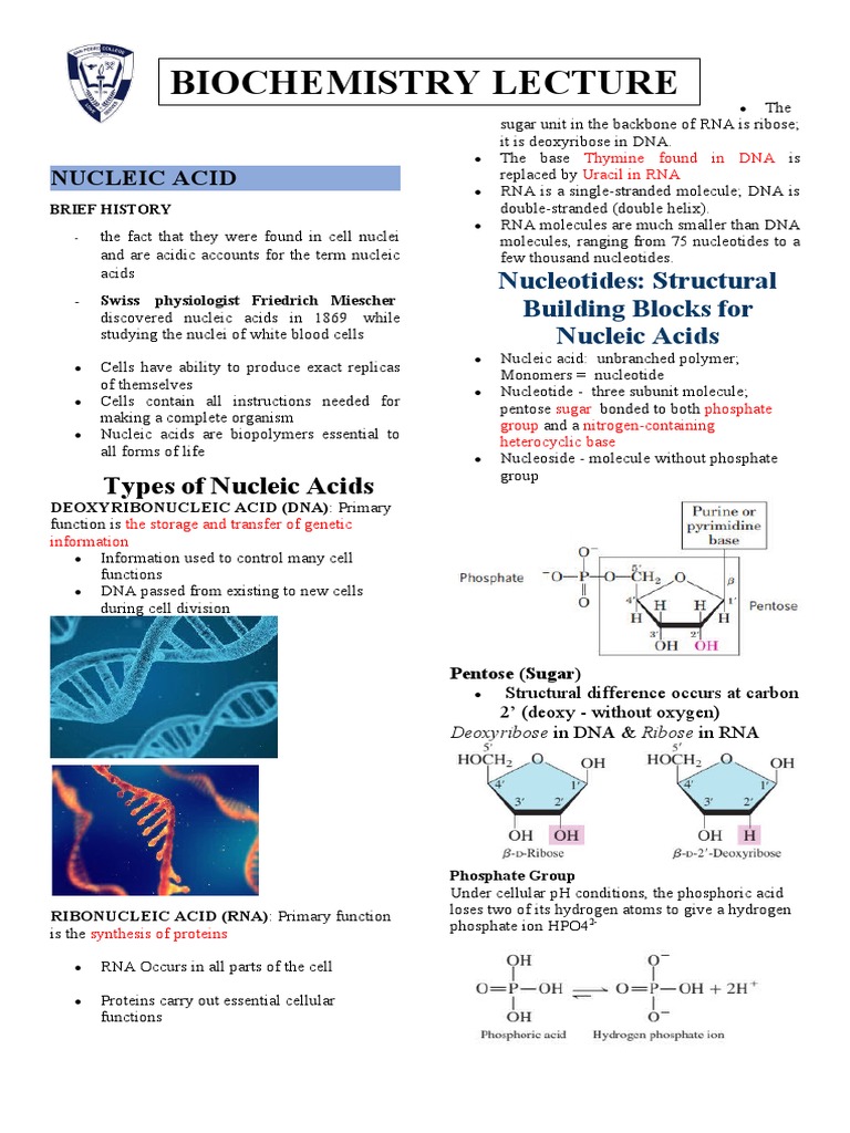 Biochemistry of Nucleic Acids | PDF | Dna | Rna