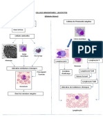 Cellules Immunitaires