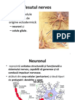 Anatomie-Tesut Nervos