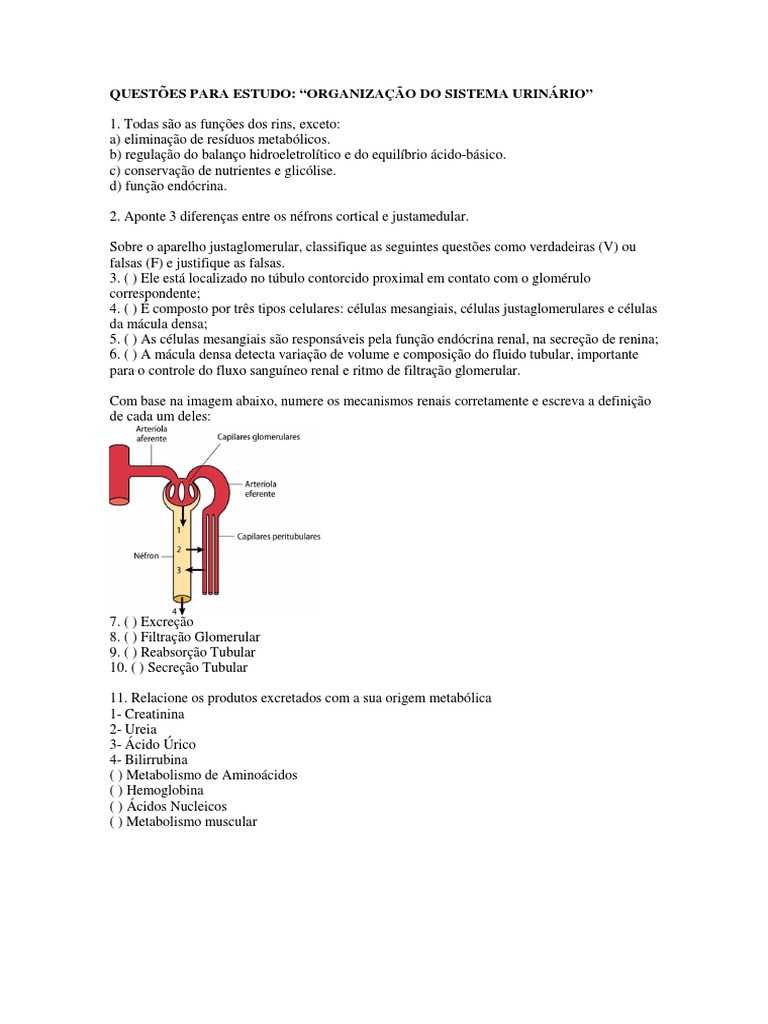 Questões Organização Do Sistema Urinário 2019.03 | PDF | Rim | Sistema ...