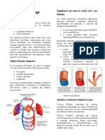 Sistema Circulatório - Histologia