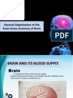 Brain Anatomy and Blood Supply