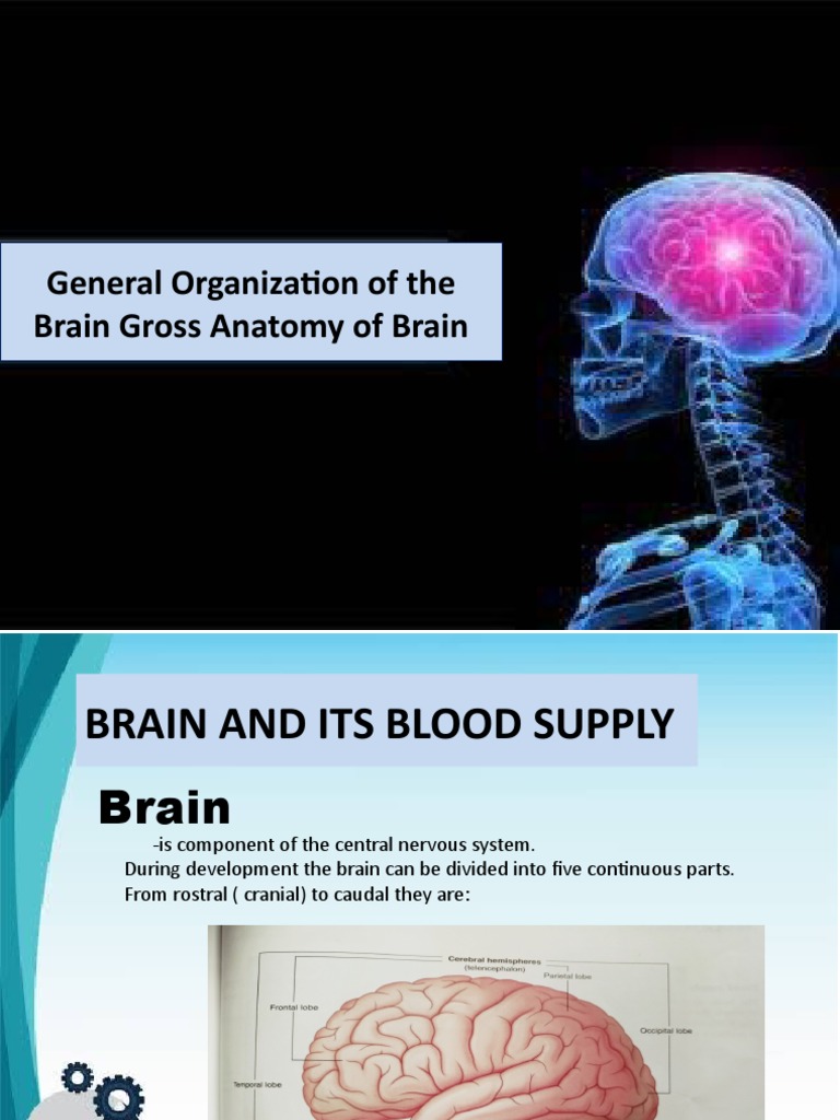 General Organization of The Brain Gross Anatomy of | Download Free PDF