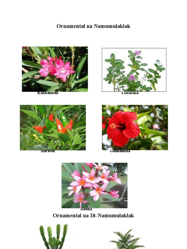 Ornamental Na Namumulaklak PDF