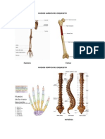 Huesos Del Esqueleto