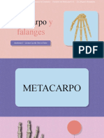 Metacarpo y falanges