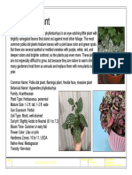 Polka Dot Plant: Indoor Plants Study