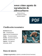 Pseudomonas Cómo Agente de Degradación de Hidrocarburos