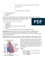 Sistema Cardiovascular