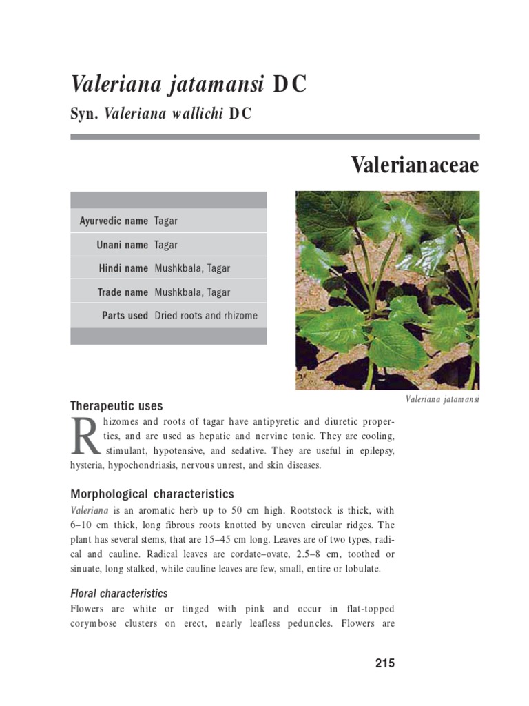 cultivation-techniques-for-valeriana-jatamansi-dc-a-comprehensive