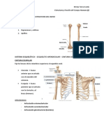 Esqueleto Apendicular (PPT 7b) - ANATOMÍA (I)