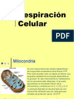 8-Ciclo de Krebs