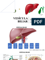 Vesícula Biliar Sofia y Lupita