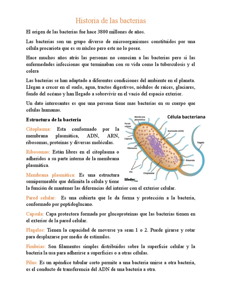 Historia y estructura de las bacterias | PDF | Las bacterias | Biología ...