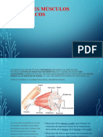 Principales Músculos Esqueléticos
