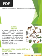 Cadena Trofica